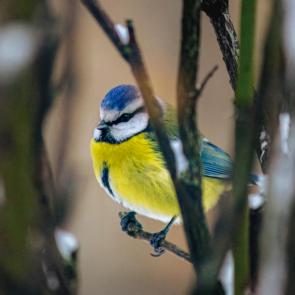 ����: ���������