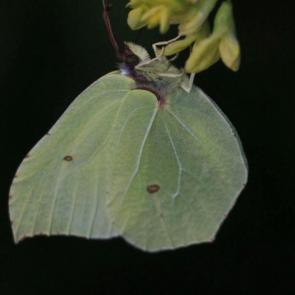 ����: ���������