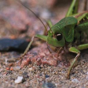 ��� ������ ���������