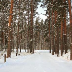 ����: ������ ���