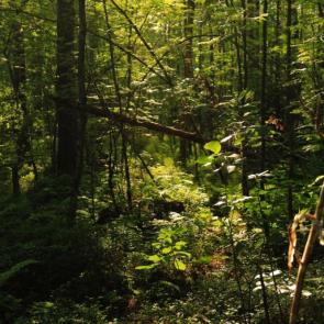 ����: ���� � ��������