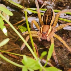 ����: ������� ���������