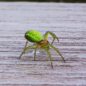 ������������ �����