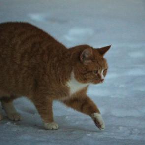 �� ����� �����