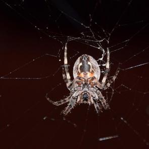 ����: ����-���������