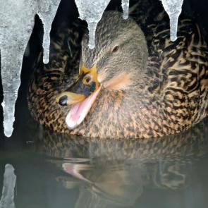 ����: ������� �������