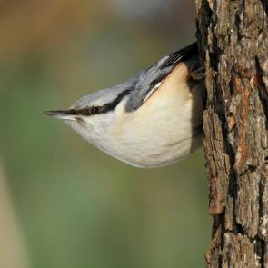 ����: ���������