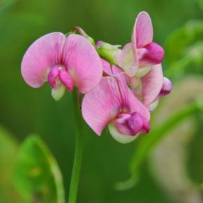 ����: ����