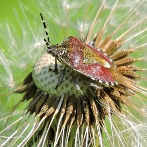 ����: ������