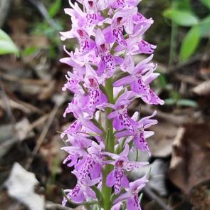 ���������� �����