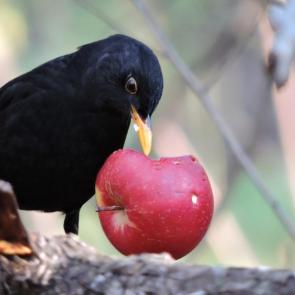 ����: ׸���� �����
