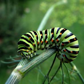 ��� ������ ���������