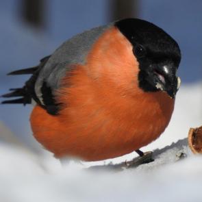 ����: �������