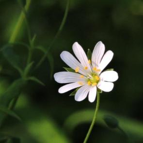 ����: ����������