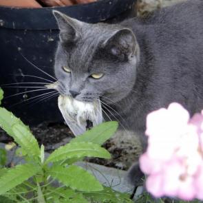 �� ����� �����