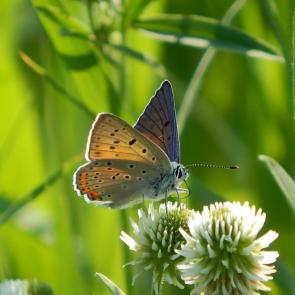 ����: �������� ����������