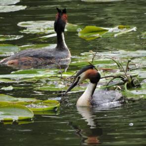 ����: �����