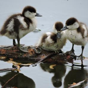 ����: �������