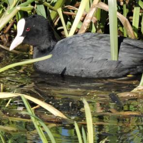 ����: ������