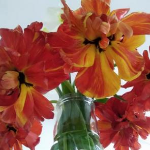 ��� �����