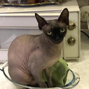 ����: ���-�����