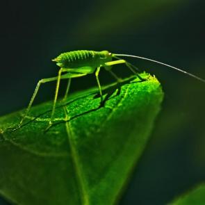 ����: �������� ����������� 4