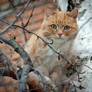 ����: ����� ����...