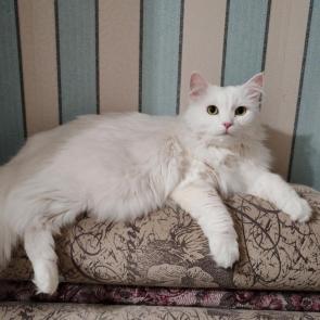 ���������� ��������� ����