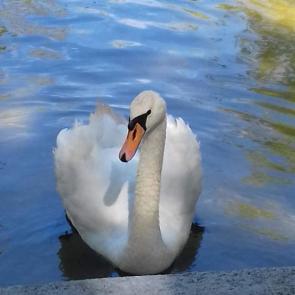 ����: ��������