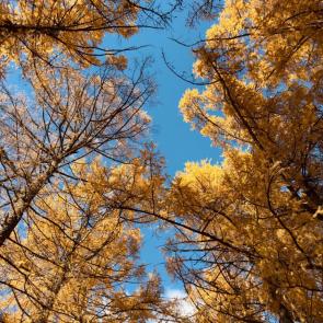 ��� �����