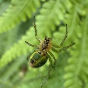 ������������ �����