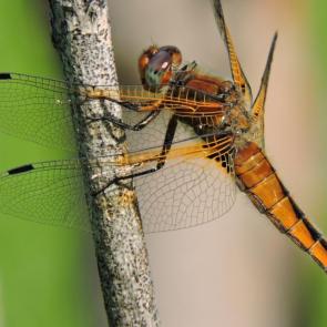 ����: ����������