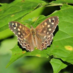 ����: ���������� ������