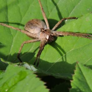 ����: ����