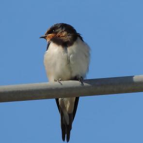 ����: ��������