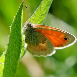 ����: �������