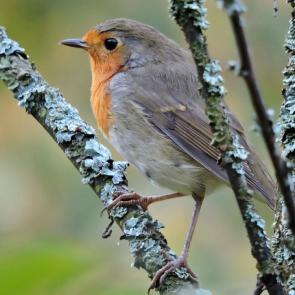 ����: �������