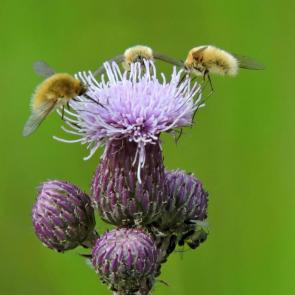 ����: ��� ������