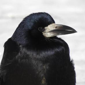 ����: ����