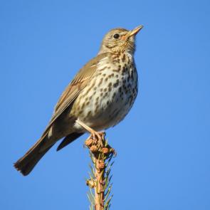 ����: ������ �����