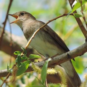 ����: �������