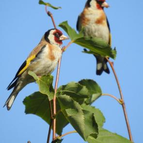 ����: �����