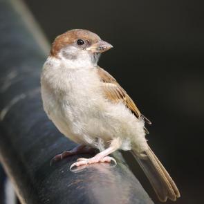 ����: �������