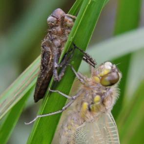 ����: �������� ��������