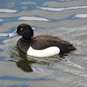 ����: �������� �������