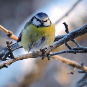 ����: ���������