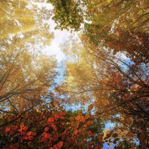 ��� �����