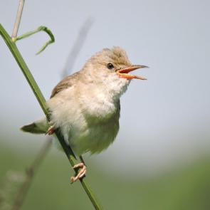 ����: ���������