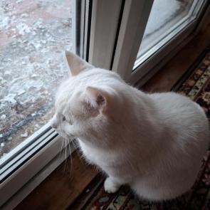 ����: ������� �����