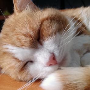 �� ����� �����